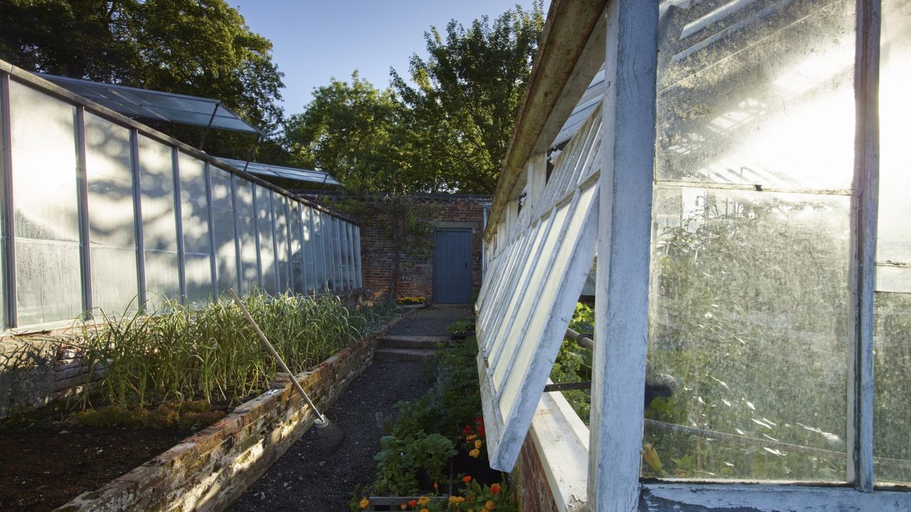 Two greenhouses either side of a raised bed filled with leeks