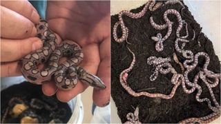 on the left, a baby snake in a person's palm, on the right, a box with straw with lots of baby snakes in it
