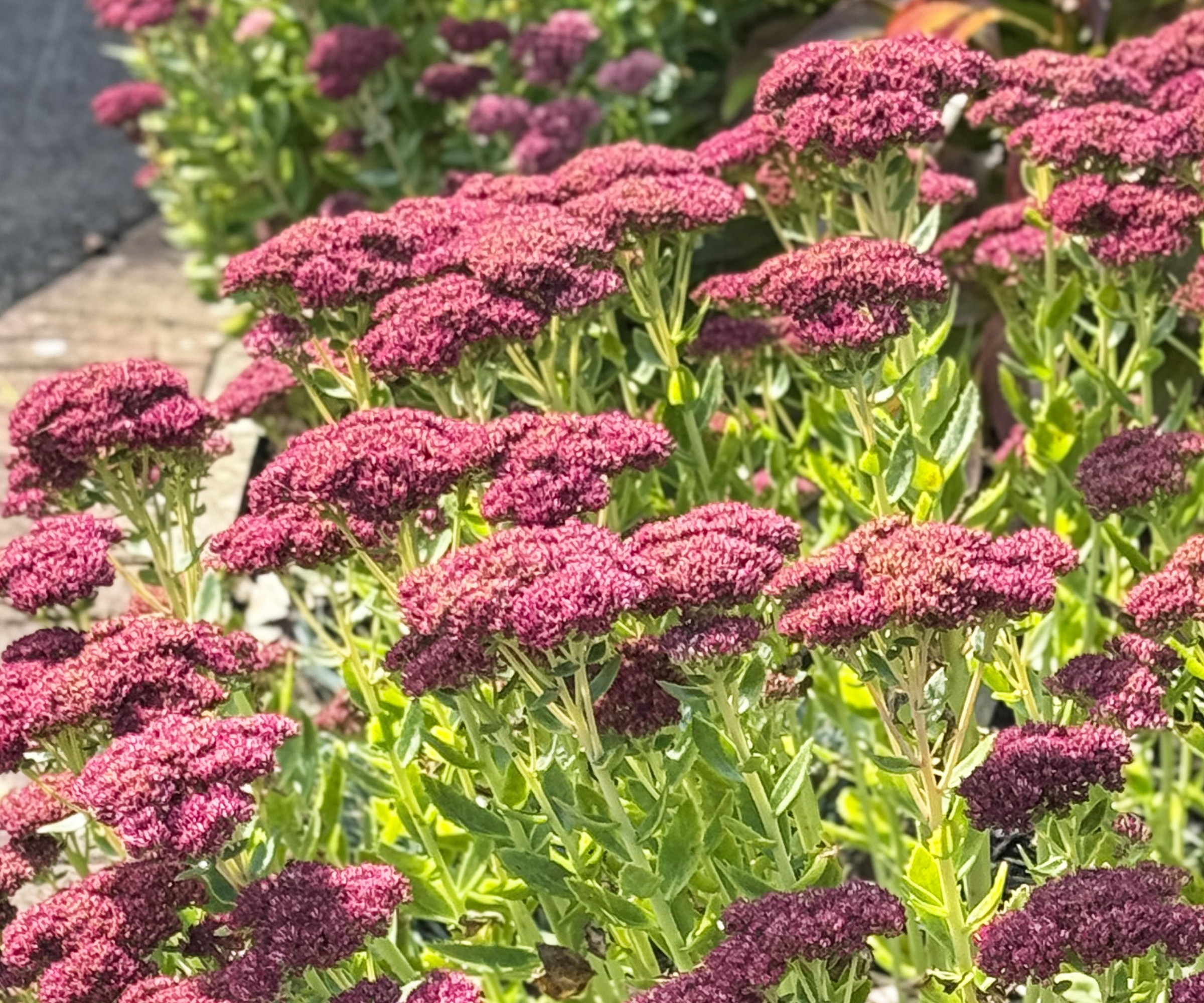 Sedum 'Autumn Joy'