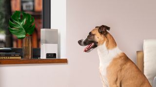 The Petcube Bites 2 Lite is one of the best pet camera cameras