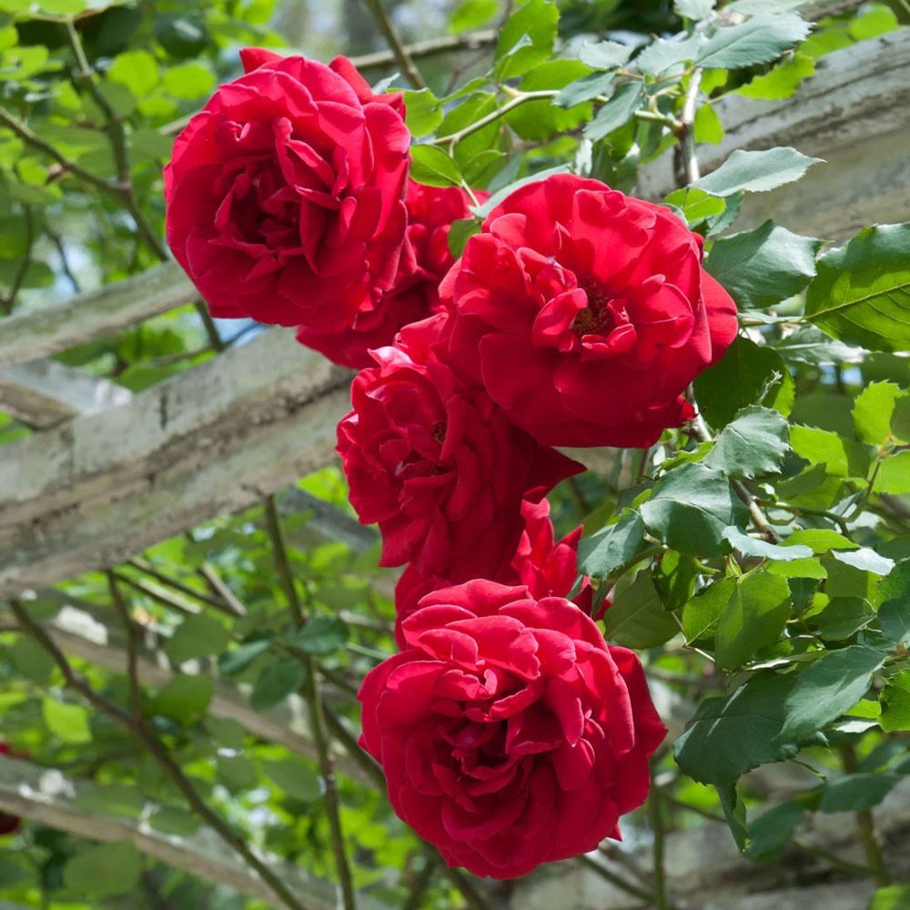 Don Juan Climbing Rose Shrub