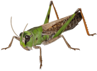 Grasshopper Google Search 3D model