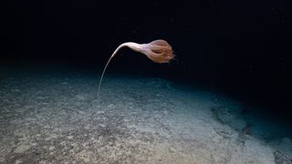A sea pen found on the sea floor of the Pacific Ocean could be a new species. 