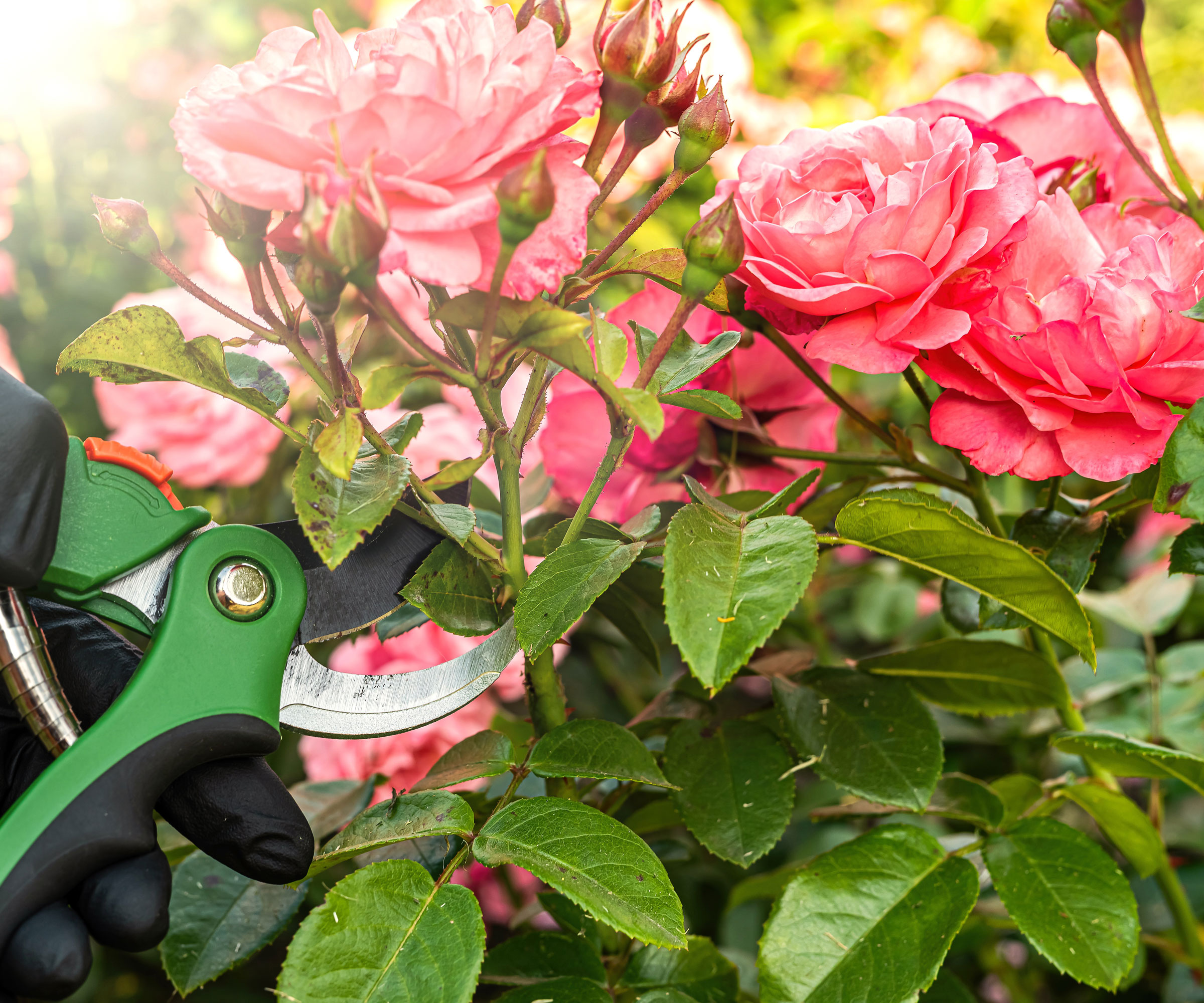 green pruning shears cutting stem of red rose in garden