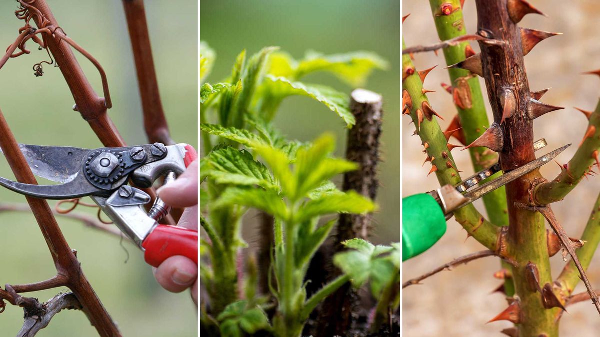 Plantes à tailler en janvier 