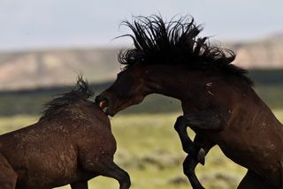 Wild mustangs fight for breeding rights.