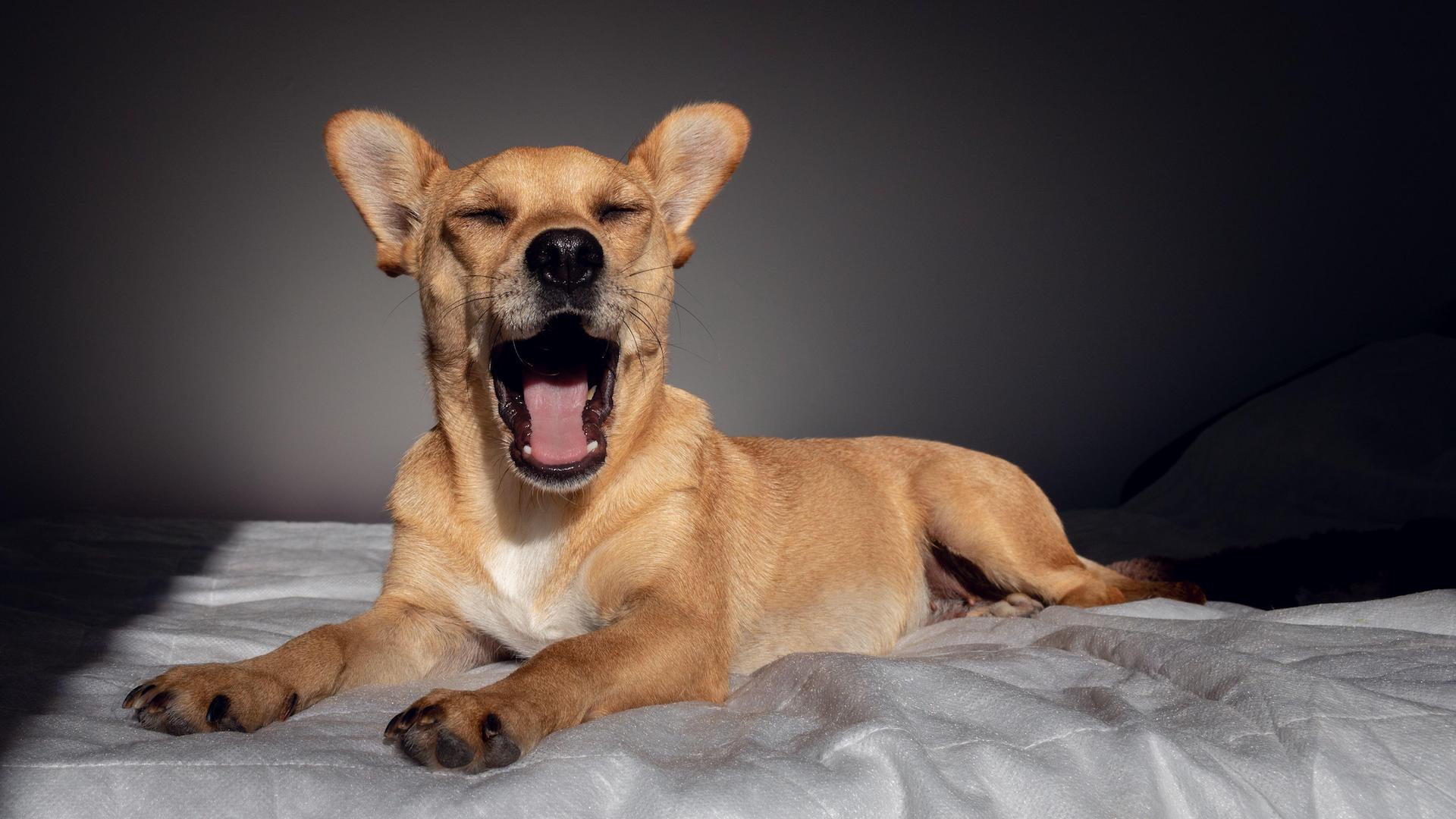 Dog waking up and yawning