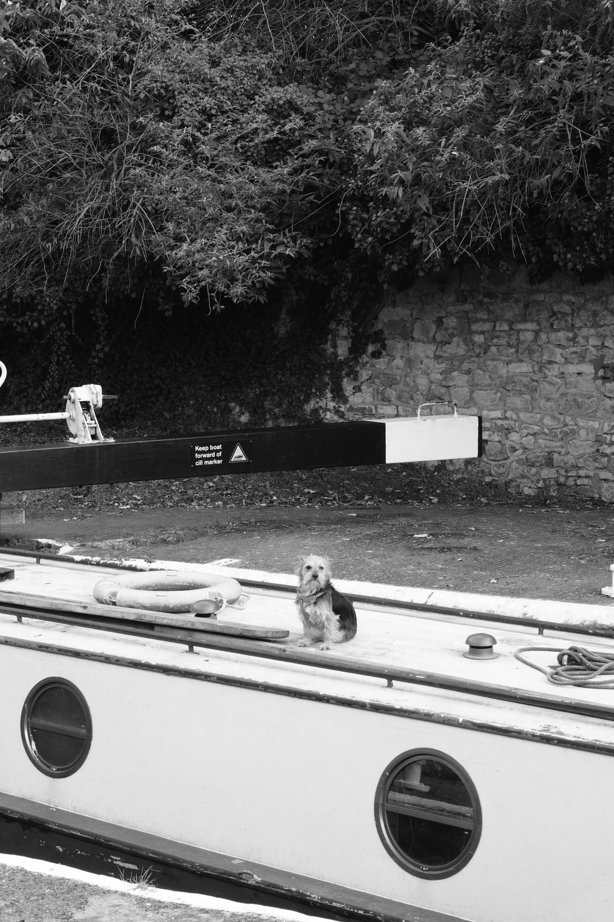 A black and white photo of a dog sitting on a boat, taken on a Sony ZV-E10 II vlogging camera