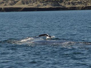 A gull pecks at the skin and blubber of a right whale off the coast of Argentina.