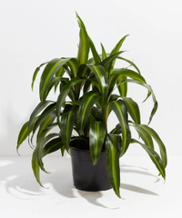 11.Hawaiian Sunshine Dragon Tree (Dracaena) |