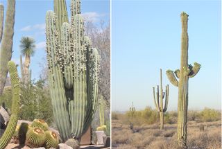 Cardon cactus - SImilar but different