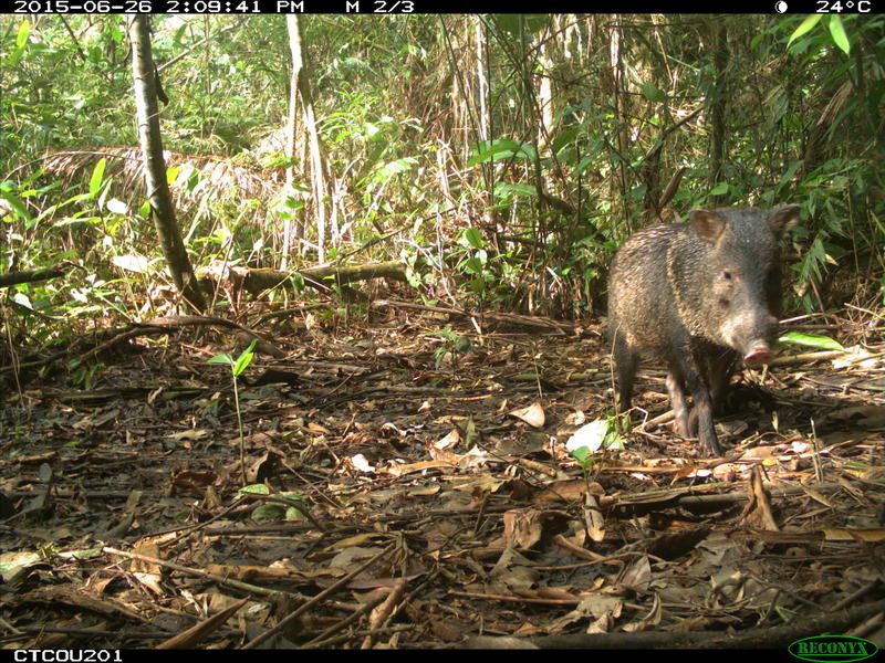 Photos: Hidden Cameras Find Diverse Animals in Tropical Forests | Live ...