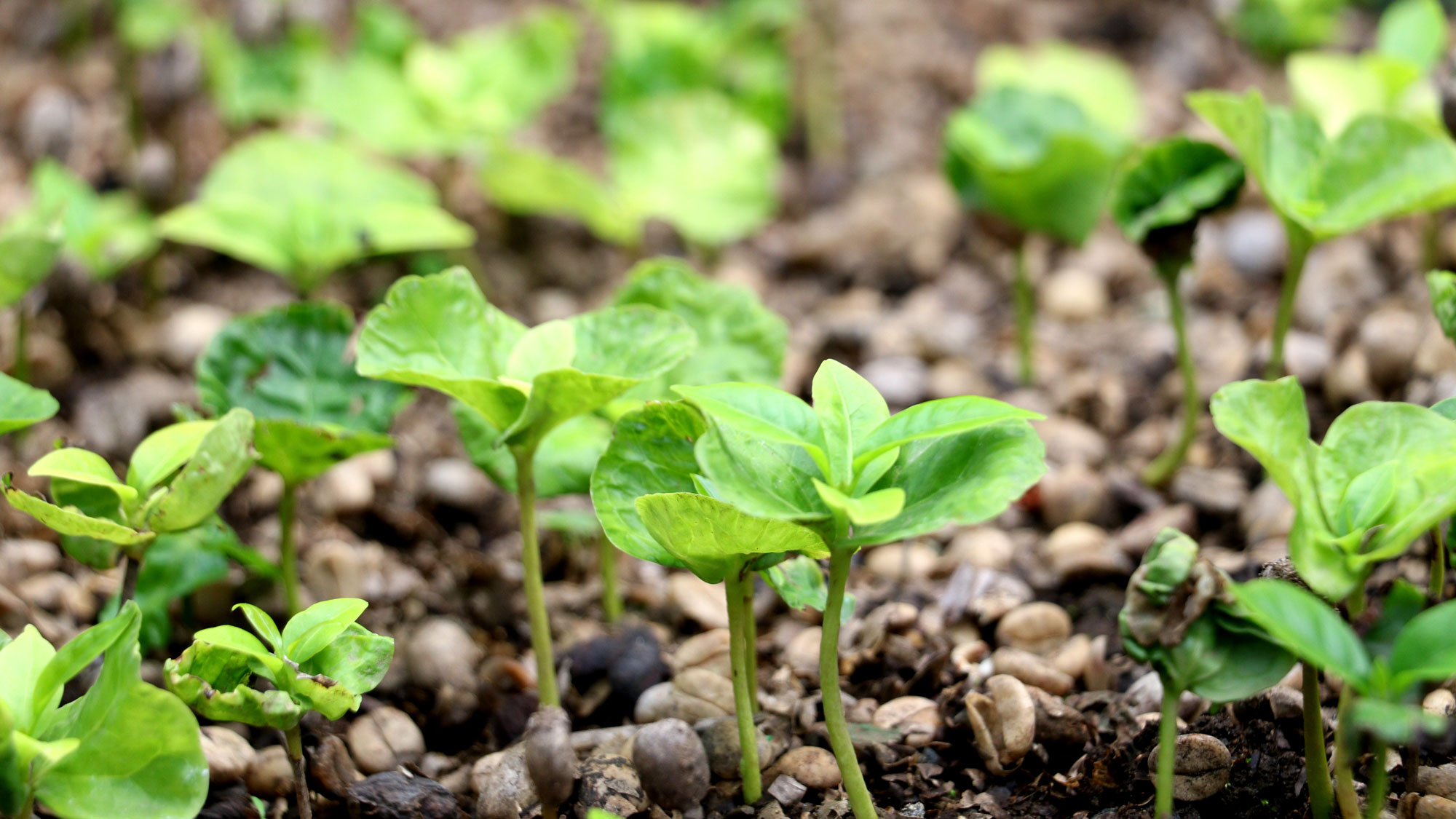 seedlings growing in coarse seed mix