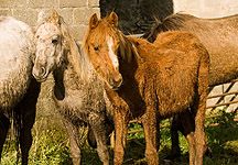 thin-horses.jpg