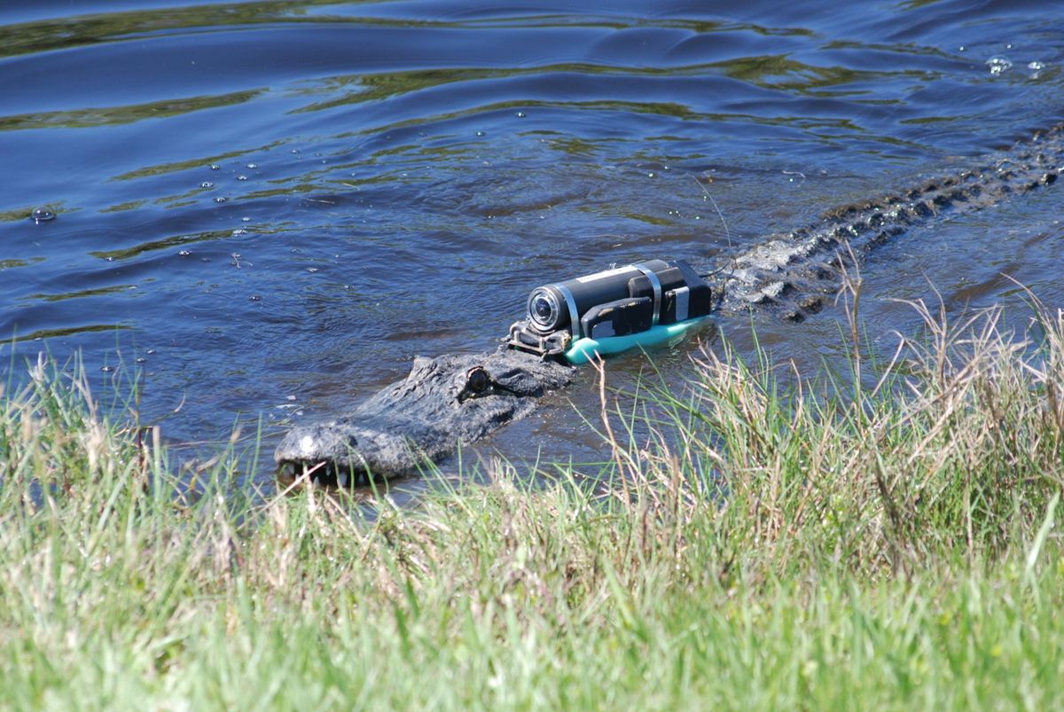 A Crittercam unit attached to a 2.6 meter American alligator.