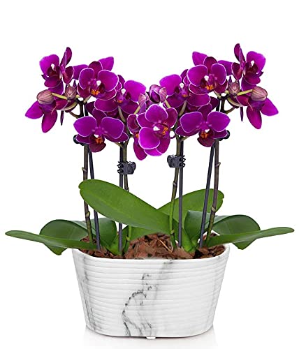 From You Flowers Picturesque Purple Mini Orchid Plant in White Planter - Live Potted Orchid Delivered for Birthday, Get Well &amp;amp; Desk Decor