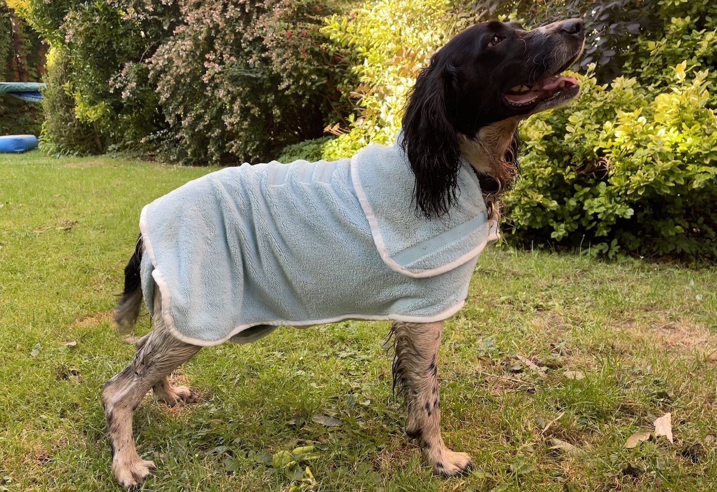 Dog wearing blue drying coat