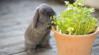 Pet rabbit foraging for parsley