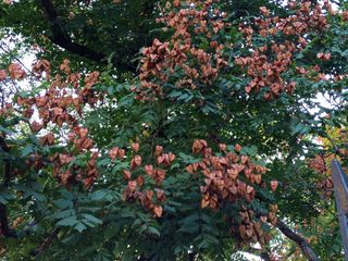 The fruit of a goldenrain tree turns a pink or brown color in autumn.
