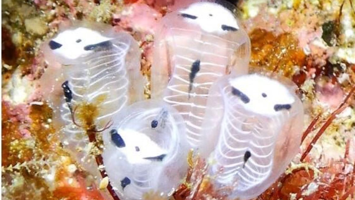 Photo of sea squirts attached to a rock, resembling a skeleton with two black eyes