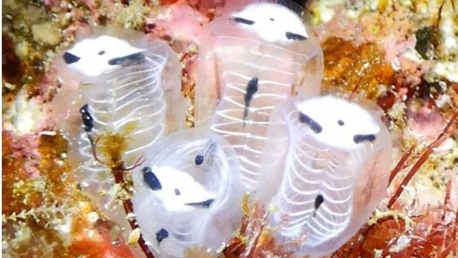 Skeleton panda sea squirt: The weird little creature that looks like ...