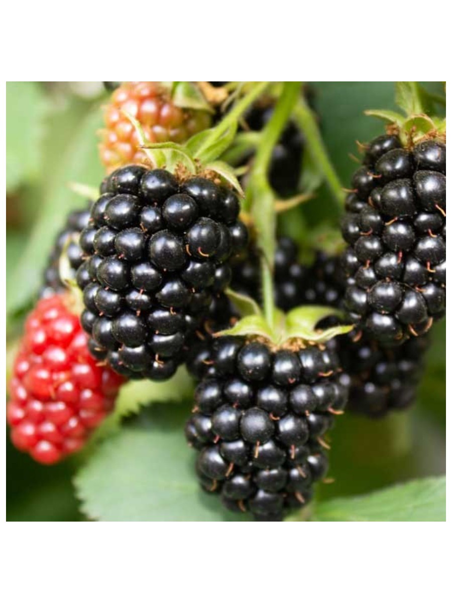 Plants That Work, Triple Crown Thornless Blackberry Bush