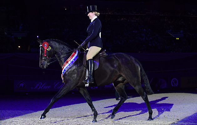 YOUNG LOCHINVAR (Small Hack) owned by Alison Talbot ridden or exhibited by Alison Talbot in the Hack of The Year Championship during the Horse of the Year Show at the NEC near Birmingham, UK between 4th - 8th October 2017