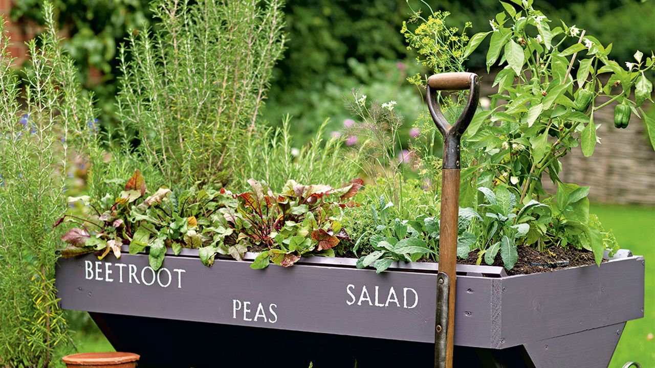 Black wooden trough turned into vegetable planter