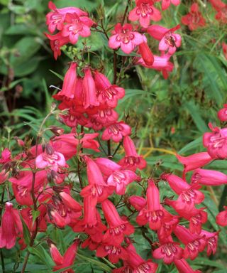 penstemon ‘Schoenholzeri’ AGM, also known as Firebird