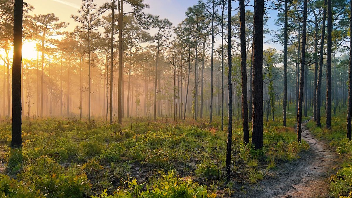 Florida's beauty and biodiversity is captured in a photography contest ...