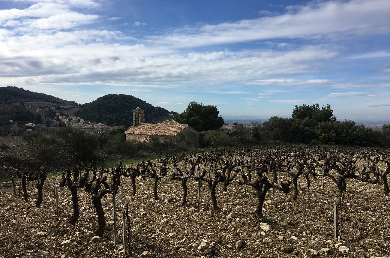 Vineyard in Gigondas