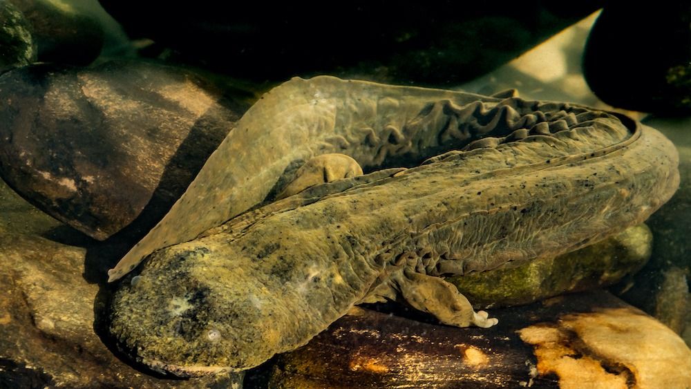 A hellbender salamander sitting on a rock. 