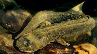 A hellbender salamander sitting on a rock.