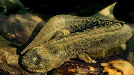 A hellbender salamander sitting on a rock. 