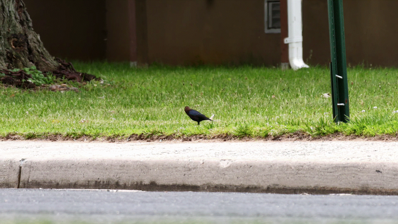 Dwarf 3 telescope tracking bird.