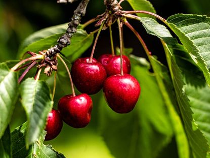 Five ripe cherries growing on a tree