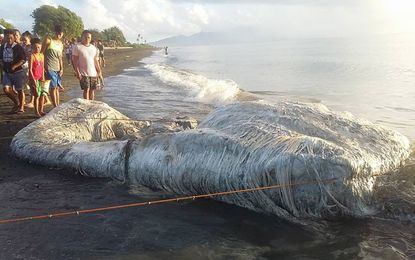 Sea monster in Philippines