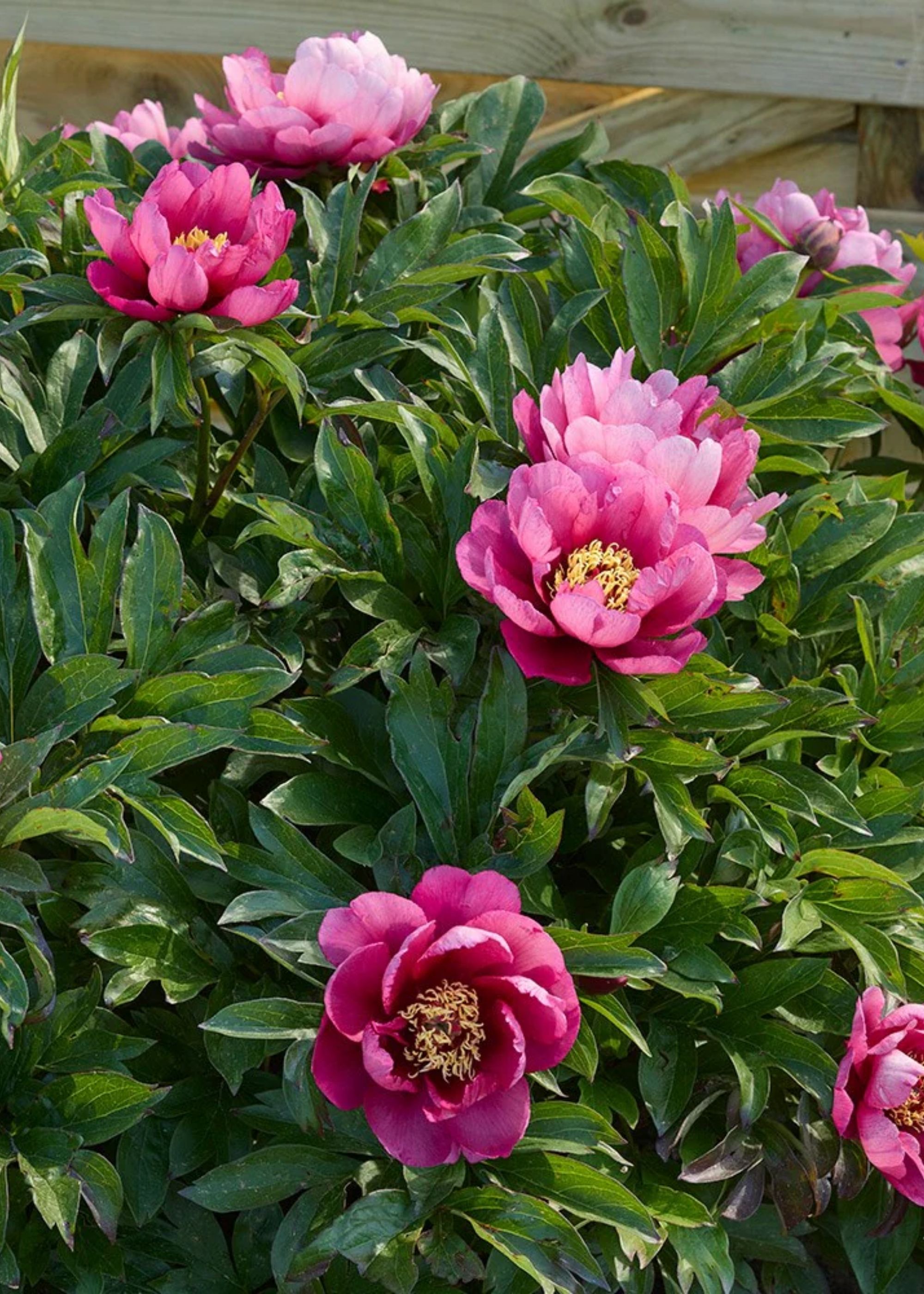 A close-up of magenta peonies