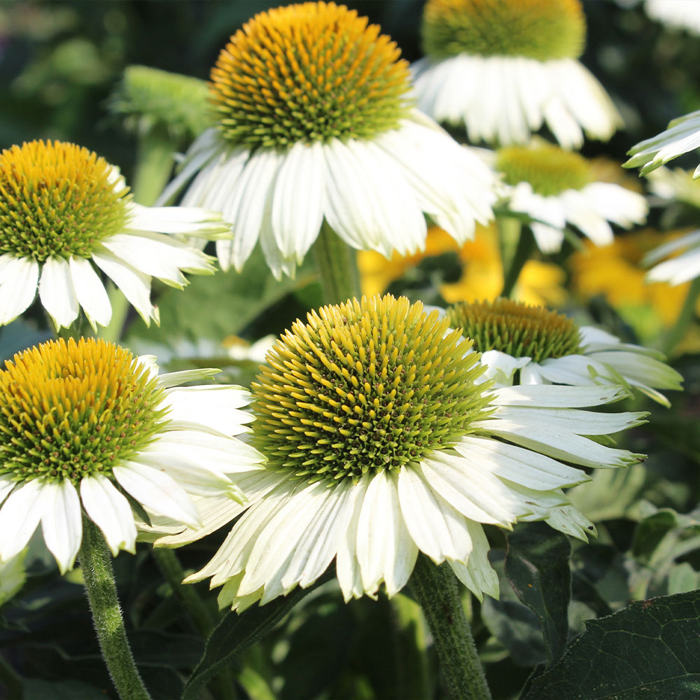 Powwow&amp;reg; White Coneflower (echinacea)