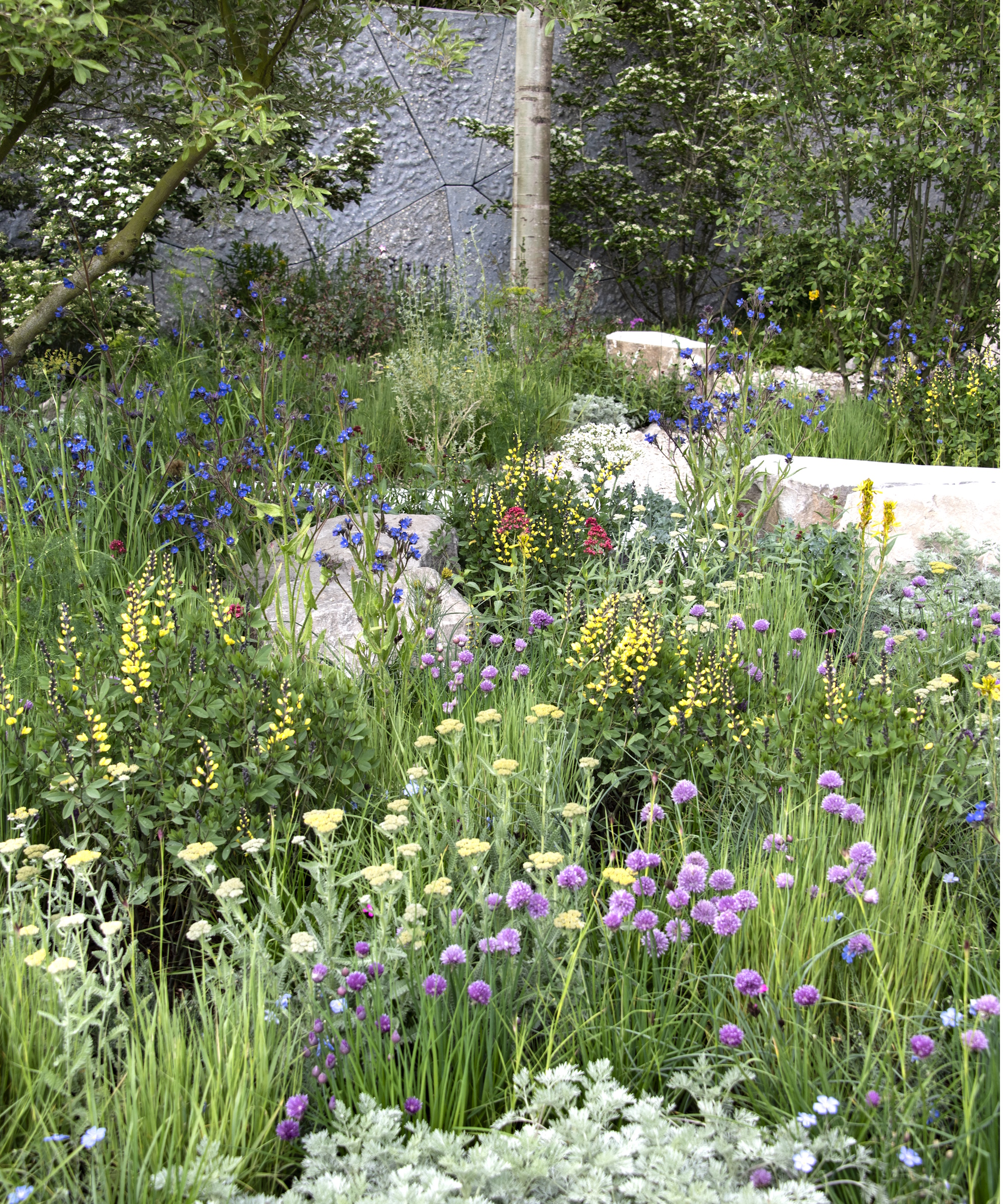 Wild meadow planting