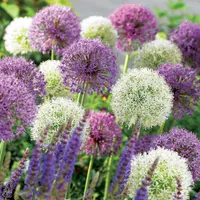 Allium 'Big Impact Mix' at Van Meuwen