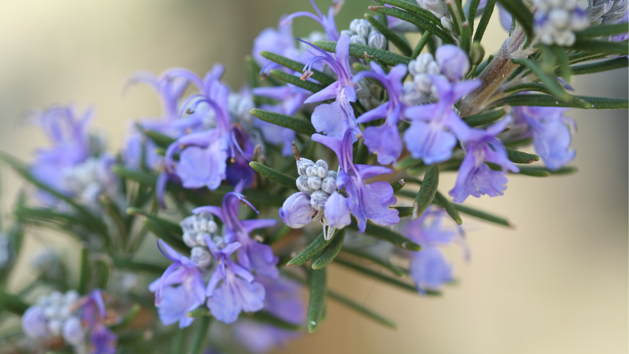 Rosemary in bloom