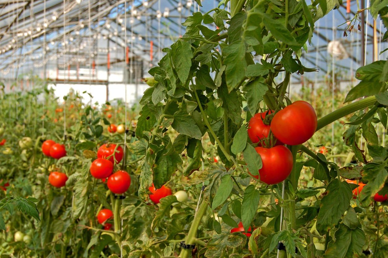 greenhouse tomatoes