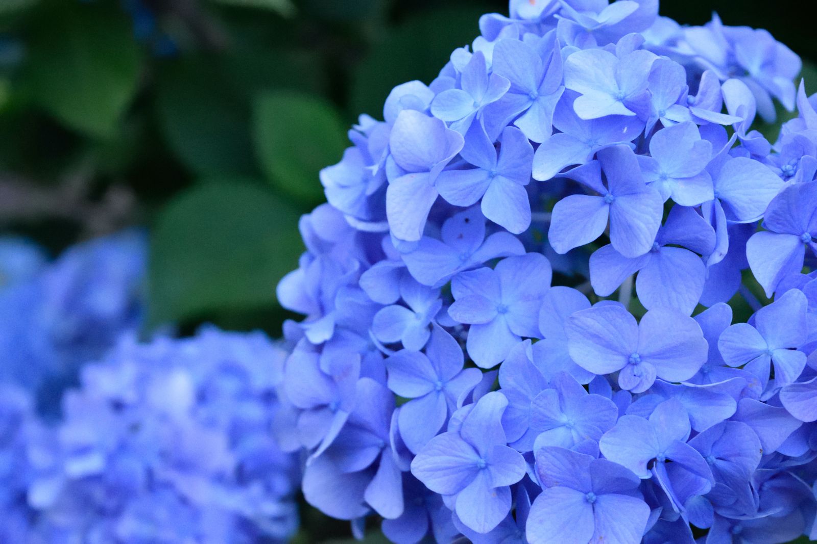 How to grow hydrangeas | Gardeningetc