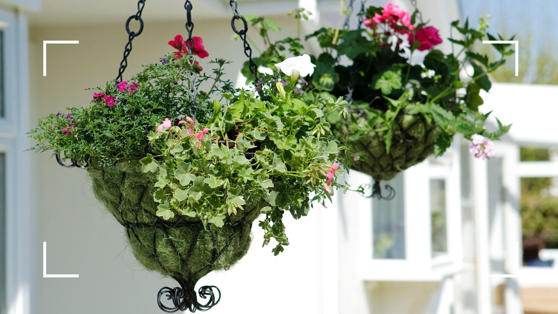 picture of hanging baskets outside 