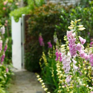 growing foxgloves cottage garden