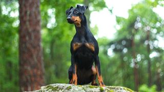 best guard dog breeds