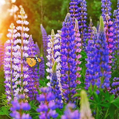 Blue lupine flowers with butterflies