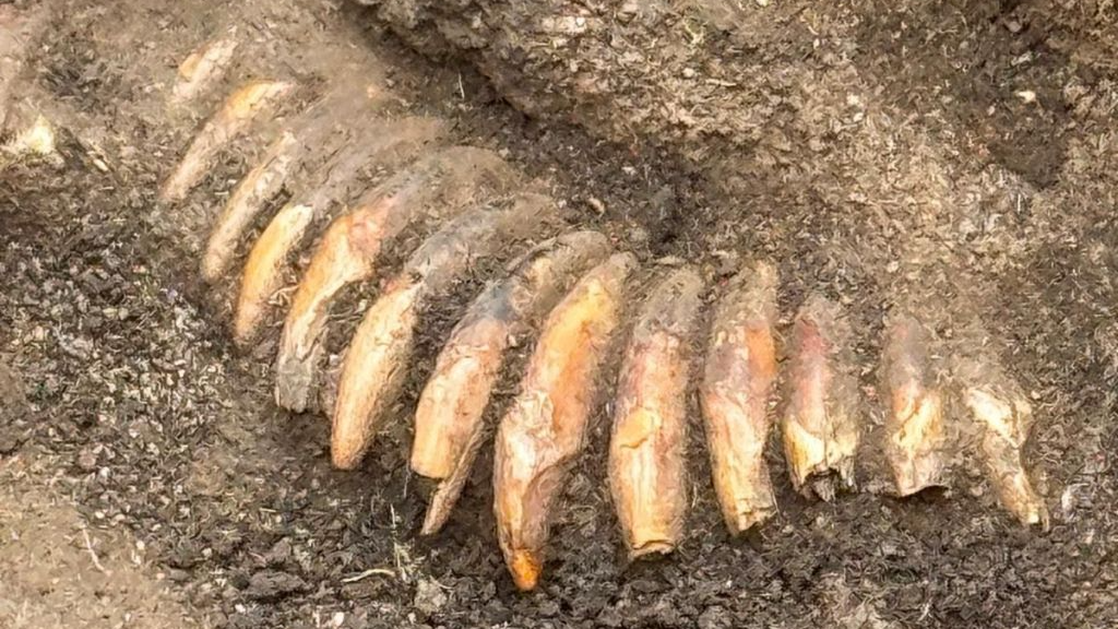 Excavation in Poland reveals Stone Age man buried with decapitated heads and a tooth necklace Excavation in Poland reveals Stone Age man buried with decapitated heads and a tooth necklace