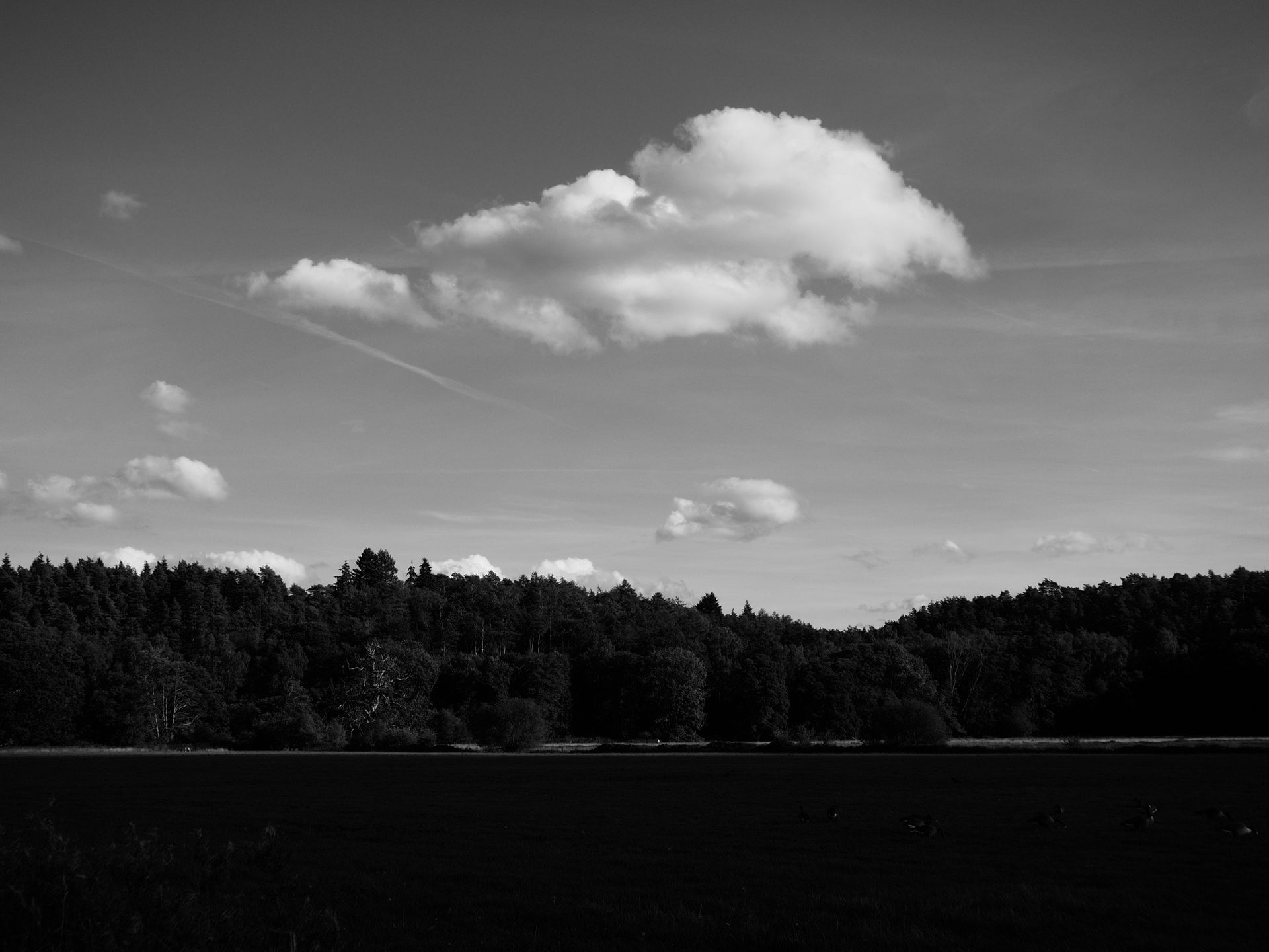 OM System PEN sample gallery: a lone cloud above an open field with a forest on the horizon